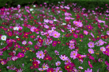 Beautiful cosmos flower in sunlight