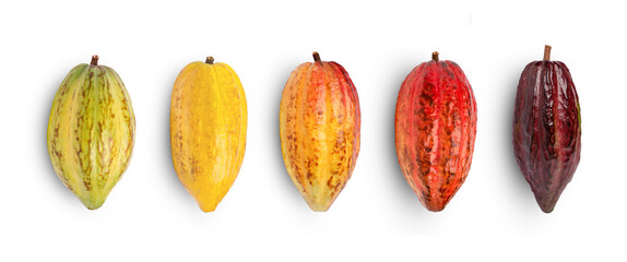 Cocoa fruits isolated on white background