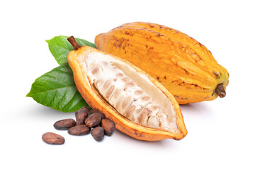 Cocoa fruit and cocoa bean isolated on white.