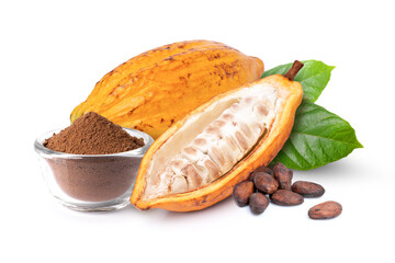 Chocolate powder and dry cocoa beans with fresh yellow cocoa pods isolated on white background. 
