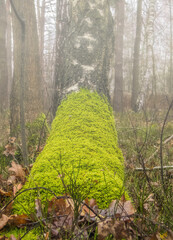 Brooch covered with moss in a scenery shrouded in mist.