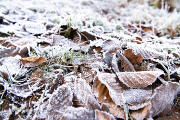 frost on leaf