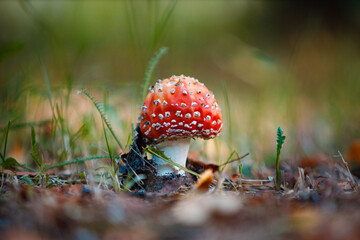 Fly agaric in the yard