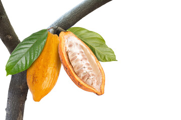 Yellow cocoa fruits with half sliced and green leaf  on tree branch isolated on white background