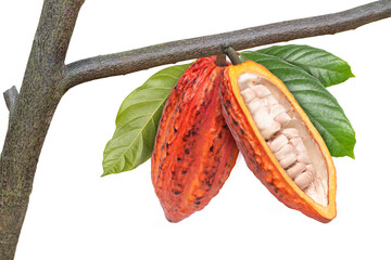 Cocoa fruit pods on the branch. 