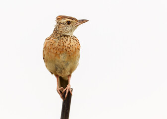 Rufous-naped Lark, Kruger National Park