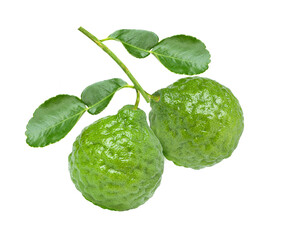 Branch of two fresh bergamot (kaffir lime) fruit with green leaf isolated on white background.  - obrazy, fototapety, plakaty
