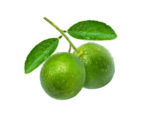 lime with leaf on white. Branch of two fresh limes with water droplets and green leaves isolated on white background. 