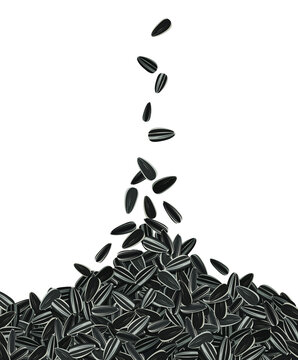 Sunflower seeds falling from top healthy snack. Roasted seed. Vector illustration for stock image