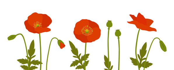 Red poppies with buds. Wildflowers