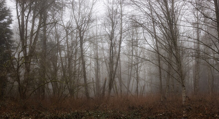 Canadian rain forest with green trees. Early morning fog in winter season. Tynehead Park in Surrey, Vancouver, British Columbia, Canada. Dark Artistic Nature Background