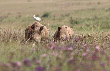 Obraz premium White rhino mother and youngster, South Africa