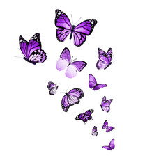 Obraz premium Flock of butterflies on white background