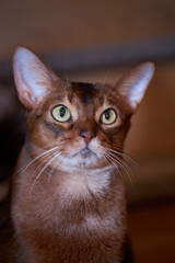 Close-up studio portrait Abyssinian cat on dark background
