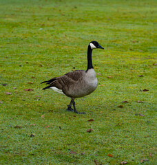 Canadian goose standing up straight on green grass. British Columbia, Canada