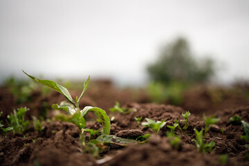 Potato growing in the garden