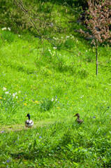 Ducks on the grass