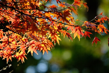 日本の秋の風景（紅葉）
