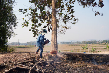 A lumberjack is using a chainsaw to cut logs. Deforestation concept.