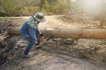 A lumberjack uses a chainsaw to cut down trees, deforestation and its severe impact on global warming.
