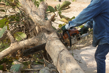A lumberjack uses a chainsaw to cut down trees, deforestation, and its severe impact on global warming.