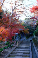 Fototapeta na wymiar 日本の燃えるような秋の紅葉