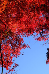 日本の燃えるような秋の紅葉