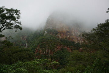 fog in the forest, Calilegua 