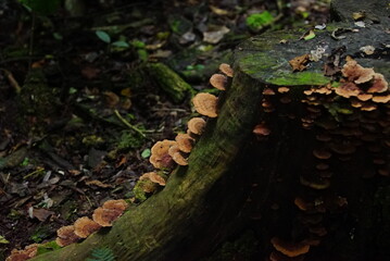 Plantas de calilegua