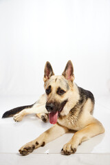 Dog German Shepherd with a black muzzle on a white background