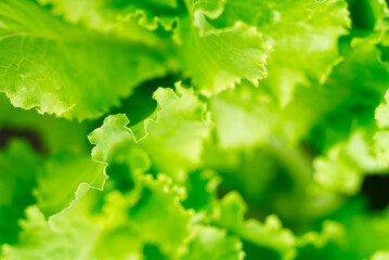 Fototapeta na wymiar Texture of green lettuce leaves with softfocus on a sunny summer day