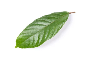 Wandaufkleber Fresh cocoa leaf isolated on white background. Top view. Flat lay. Clipping path. © NIKCOA
