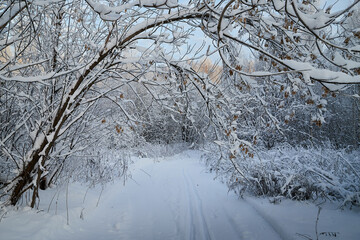 Forest covered with white snow on a cold winter day