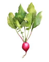 Watercolour illustration of a radish
