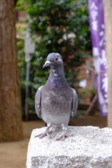 ハンサムな鳩