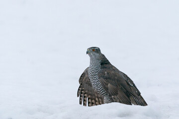 Goshawk (Accipiter gentilis)