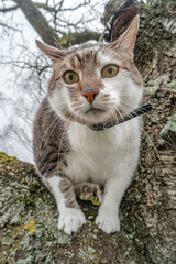 Portrait of a big cute domestic cat climbed on the tree top branch watching down.