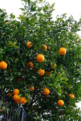 たわわに実った柑橘類