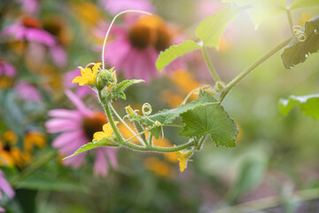 Cucumber plant reaches out with new growth in a mixed vegetable and flower garden
