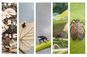 Five images depicting the growth of the spotted lanternfly
