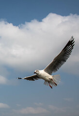 Seagulls flying on the beautiful sky chasing after food to eat.