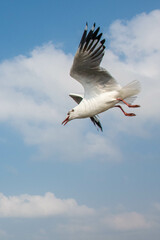 Seagulls flying on the beautiful sky chasing after food to eat.