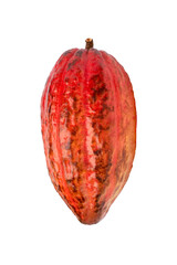 red cocoa pod (cacao) isolated on white background 