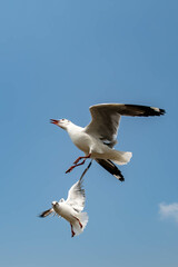 Seagulls flying on the beautiful sky chasing after food to eat.