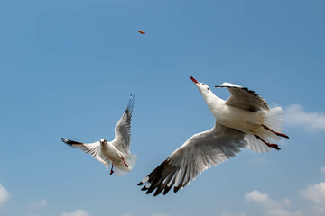 Fototapeta na wymiar Seagulls flying on the beautiful sky chasing after food to eat.