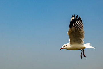 Seagulls flying on the beautiful sky chasing after food to eat.