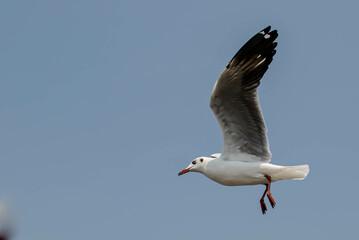 Seagulls flying on the beautiful sky chasing after food to eat.