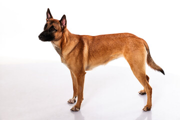 belgischer schäferhund rotbraun malinois seitenansicht