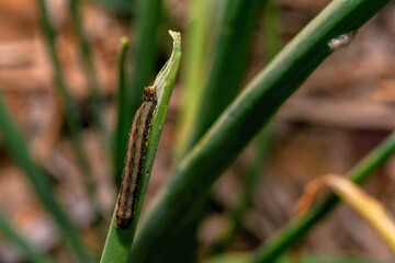 sticky skin worms in fragrant leaves