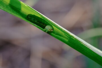 sticky skin worms in fragrant leaves